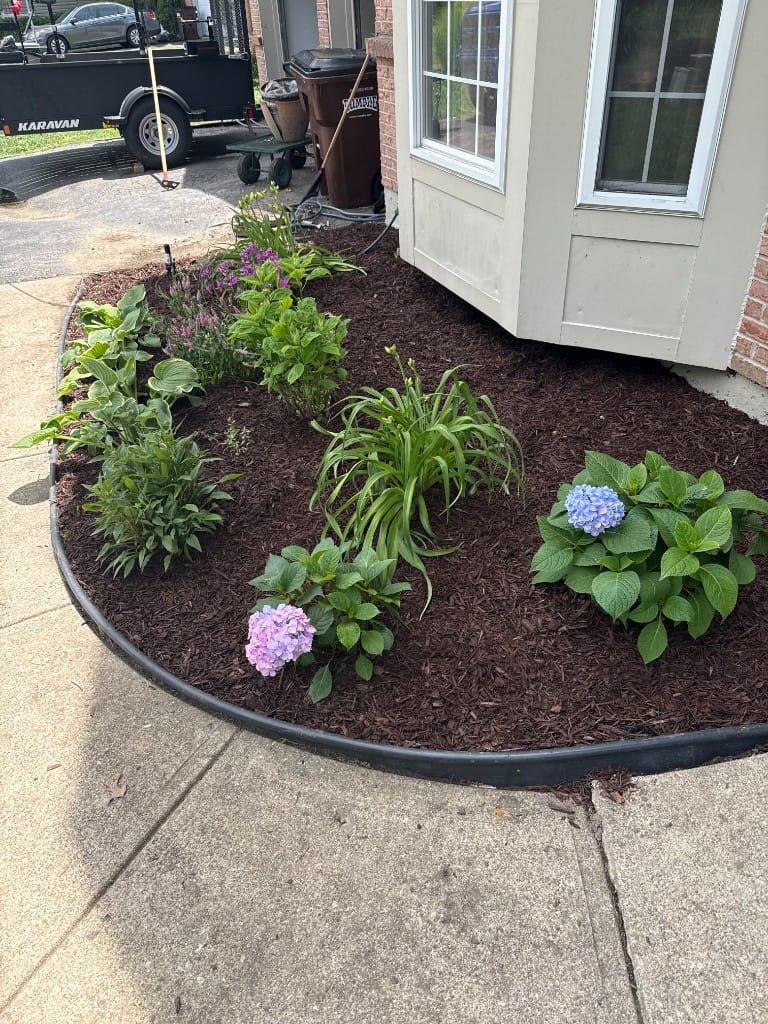 Landscape bed with hydrangeas and fresh mulch Batavia Ohio – TerraSix